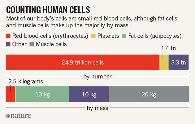 20160112_nature-human-cells-8_01_16-v2.jpg